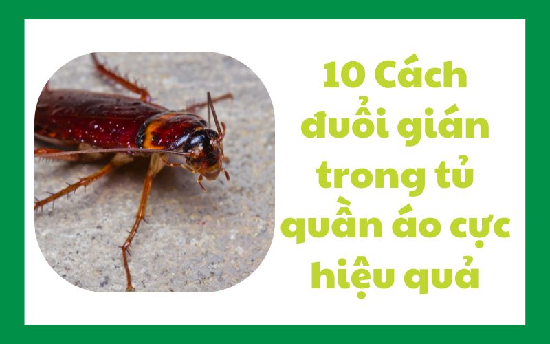 cách đuổi gián trong tủ quần áo